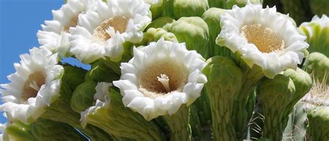 AZ State Flower: Saguaro Cactus Flower - Discover Marana