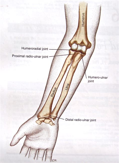 Forearm Fractures – Core EM