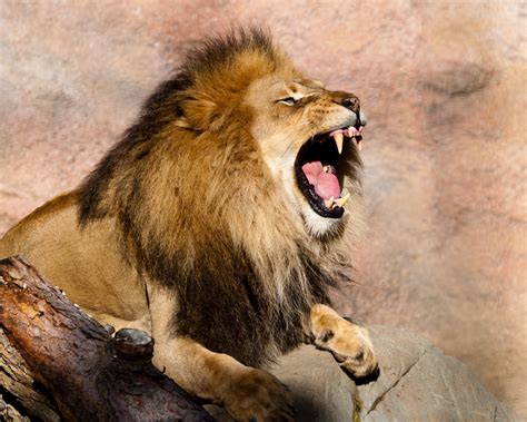 African Lion Roar | Press “L” for a better view. For updates… | Flickr