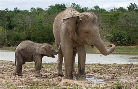 Sumatran Elephant (Elephas maximus sumatranus) | about animals