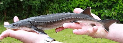 Sturgeon Species List - sturgeons - Pond Life