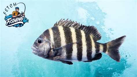 Sheepshead Fish : Steps to Identify & Tips to Catch