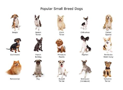 Small-sized dog breeds: Your guide to 7 best-loved small dogs