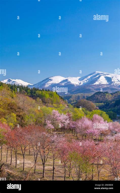 Oyama cherry blossoms and the Gassan mountain range Stock Photo - Alamy