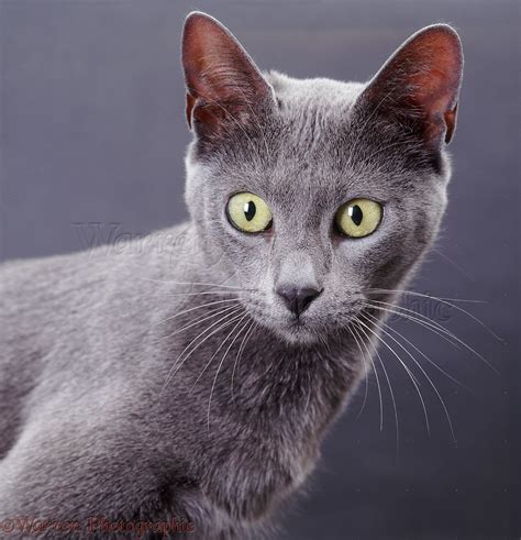 Blue Bengal x Burmese cat on grey background photo WP37706