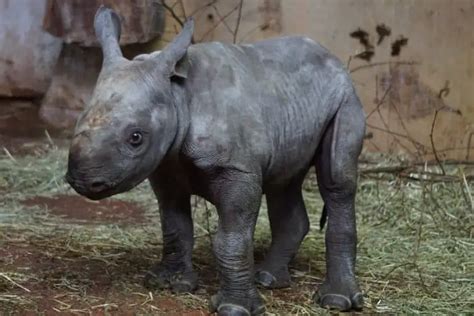 What Is a Baby Rhino Called? Rhinoceros Names, Naming Facts