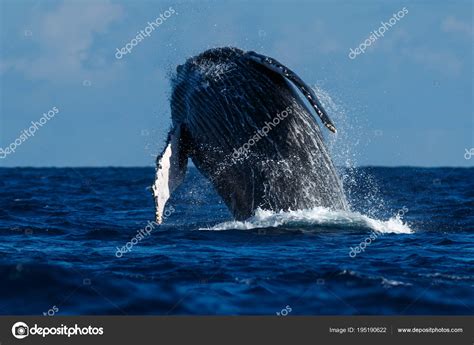 Humpback whale breaching. Stock Photo by ©davidhoffmannphotography ...