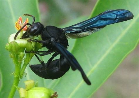 Are Black And White Wasps Dangerous