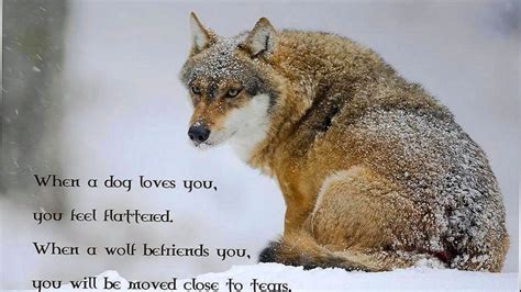 Lone Wolf Quotes Wallpapers HD free download