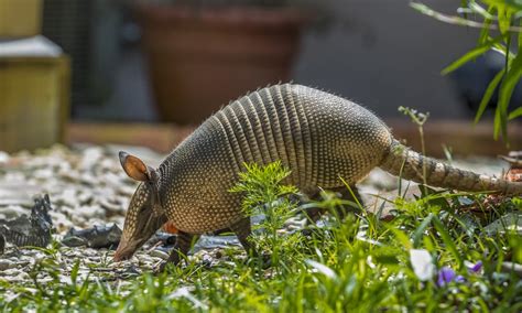 What Do Armadillos Eat? (8 Tips to Get Rid of Them)