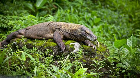 Top 8 Komodo Dragon Facts Before You See It - Wandernesia