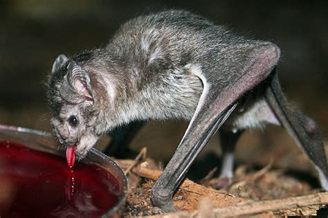 Deformutilation: Vampire Bats Feeding