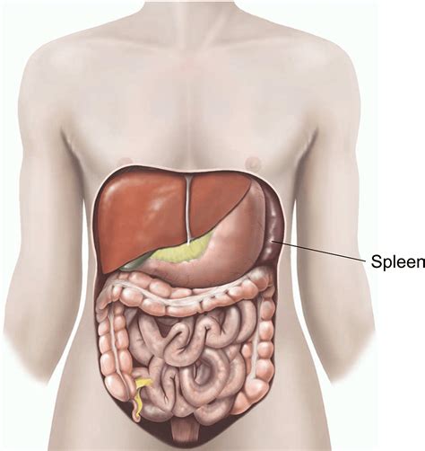 Spleen Diagram Human Body