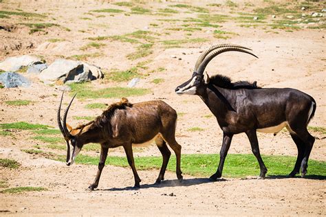 San Diego Zoo Safari Park Review & Tips - Travel Caffeine