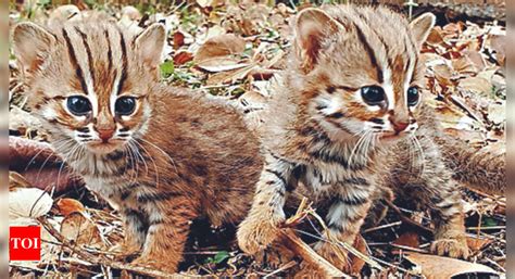 Cubs: 2 Rusty-spotted Cat Cubs Rescued From Beldare Village | Kolhapur ...