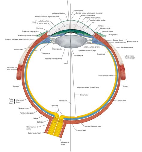 ARCHIVE - File:Anatomy of the eye.jpg - Comparative Physiology of Vision