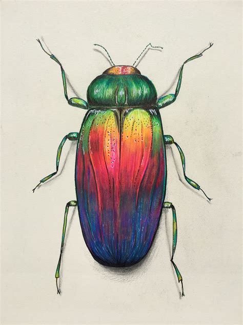 Colourful beetle pencil drawing prismacolor. | Pencil drawings of ...