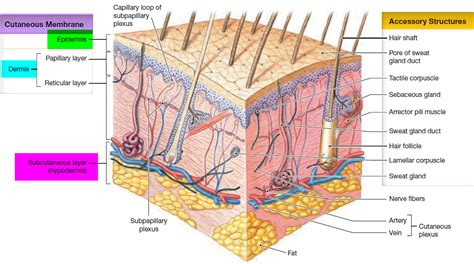 Epidermis - 5 Layers of Epidermis, Outermost Layer & Function