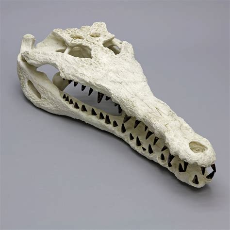 Bone Clones - Authentic Fossil Replicas - Touch of Modern