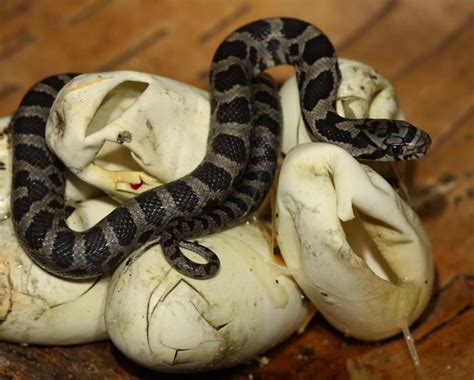 All of Nature: Fox Snake Eggs Hatching