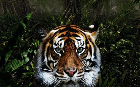 Jungle Animal Wallpaper - WallpaperSafari