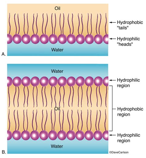 Phospholipid Layer & Bilayer | Carlson Stock Art