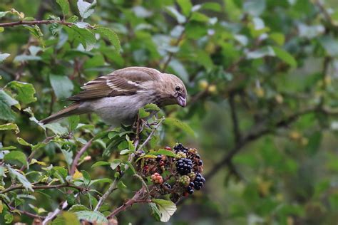 Common Rosefinch by Christopher Bell - BirdGuides