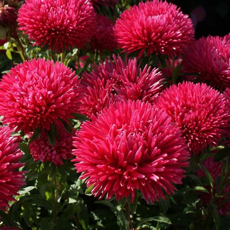 Aster Seeds - Aster Callistephus Red Flower Seeds