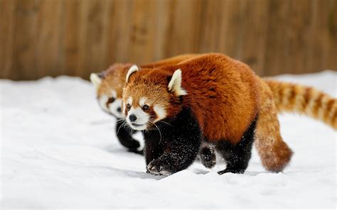 animals, Snow, Red Panda