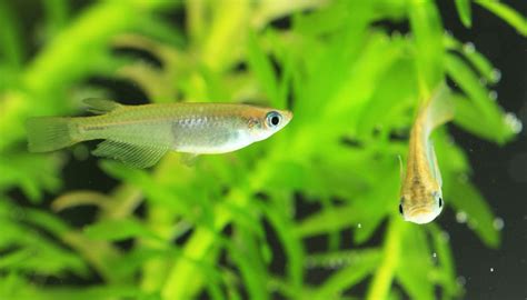 Japanese Rice Fish - Species Profile & Facts