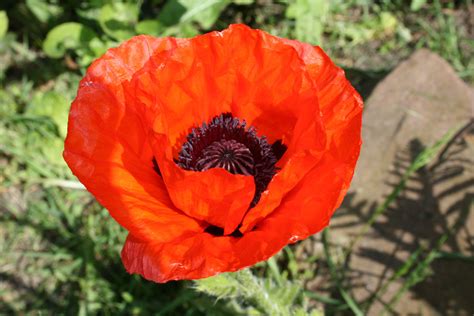 Single Red Poppy Free Stock Photo - Public Domain Pictures