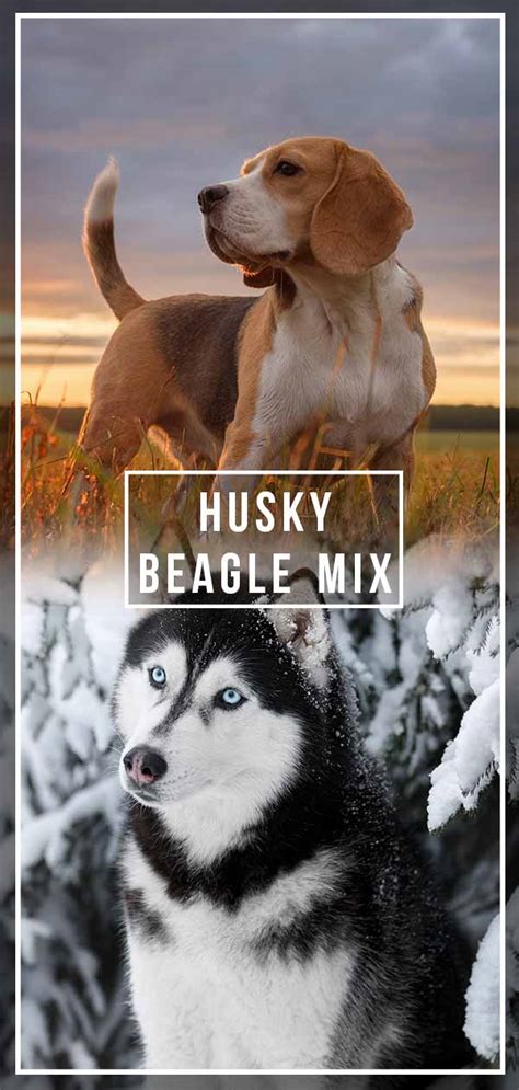 Husky Beagle Mix – Energetic Worker Or Playful Family Pet?