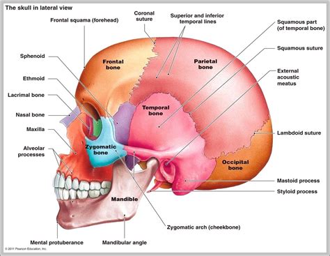 [DIAGRAM] Blank Diagram Of Human Skull - MYDIAGRAM.ONLINE