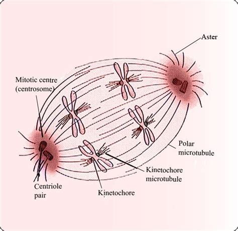 Aster Mitosis