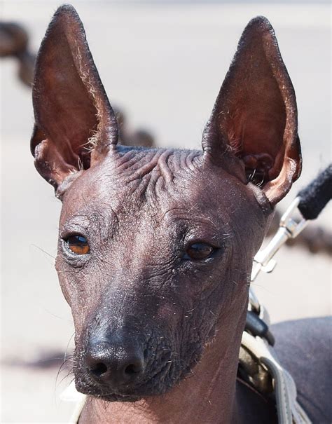 Behold The Xoloitzcuintle (Mexican Hairless Dog) | Dog Inspiration ...