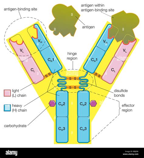 Antigen Structure