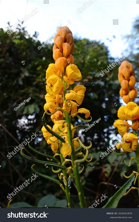 Senna Alata Flower Forest Stock Photo 2230351879 | Shutterstock