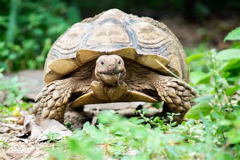 Sulcata Tortoise Care Guide: Everything You Need to Know