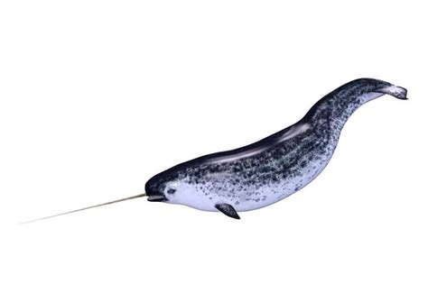 Are Narwhals Extinct? Their Population and Where they Live - IMP WORLD