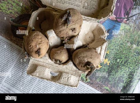 Seed potatoes chitting Stock Photo - Alamy