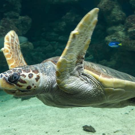 Tell Me About: Sea Turtle Migration – Thompson Earth Systems Institute