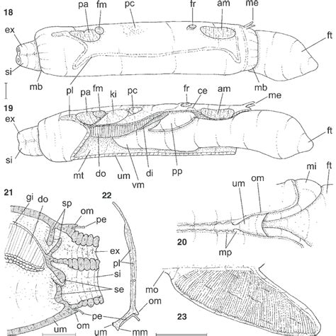 Anatomy Of A Razor Clam - Anatomical Charts & Posters