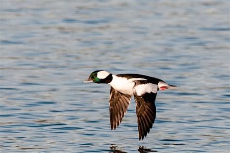 Bufflehead Flying- Animated GIF (see 1st comment to run) Just what I ...