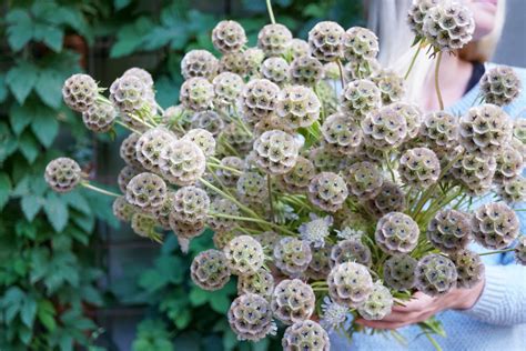 Scabiosa Stellata seeds $5.50 — Wild Violet Flower Farm