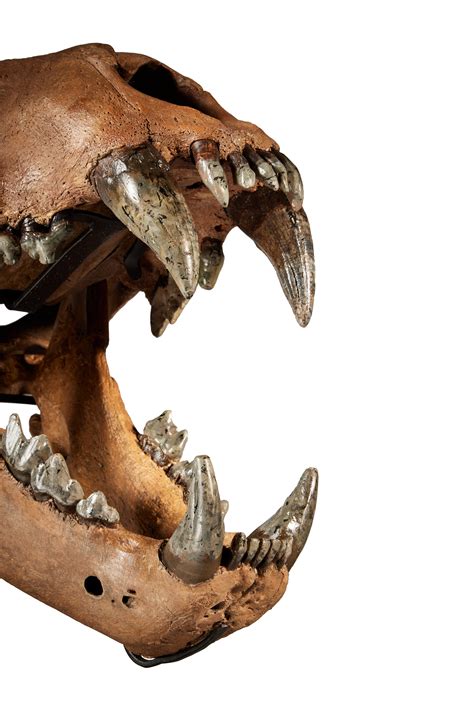 Extinct American Lion Skull | Natural History, including Gorgosaurus ...