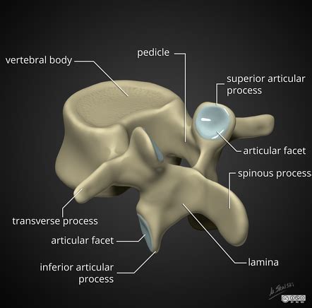 Laminae Anatomy