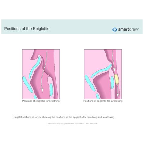 human anatomy - What is the function of epiglottis? - Biology Stack ...