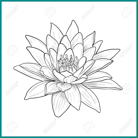 Water Lily Drawing Outline at GetDrawings | Free download