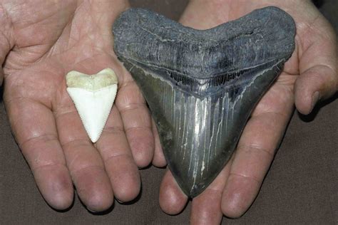 10 Interesting Facts About Megalodon