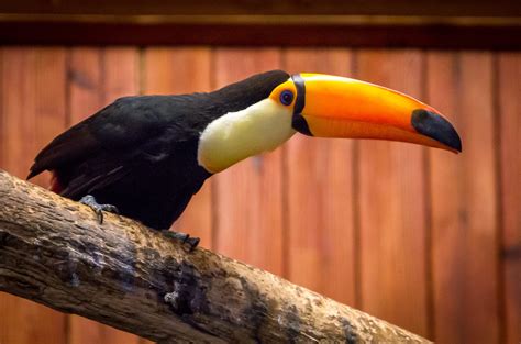 Toco Toucan - Zoo & Snake Farm New Braunfels